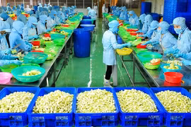 Factory processing fruit for export launched in Ben Tre 