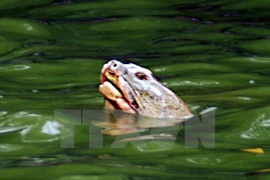 Ancient turtle in Hoan Kiem lake reported dead