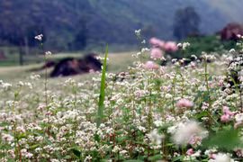 Flower festival to open in Ha Giang