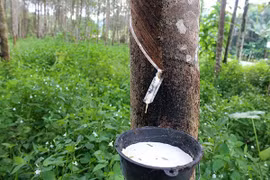 Thai gov’t to support rubber farmers
