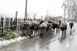 PM directs prevention against severe cold weather 