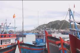 Tuna exports to EU soar in October