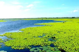 U Minh Thuong becomes Vietnam’s 8th Ramsar site
