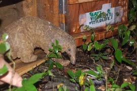Twenty Java pangolins released back into the wild 