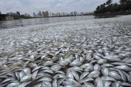 Coastal water monitored in central region in wake of mass fish death 