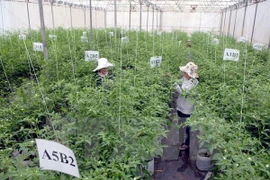 Vietnam calls for Japan’s investment in agriculture