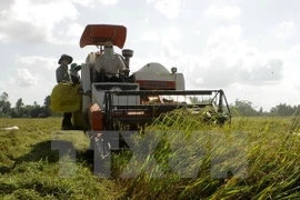 Promotional activities boost agricultural restructuring in Mekong Delt