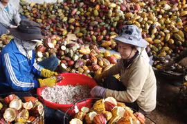  Vietnam’s chocolate sector looks to go premium