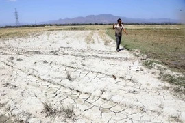 Drought–affected farmers in Ninh Thuan get support