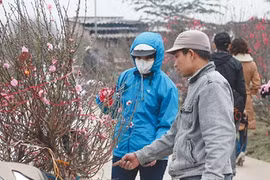 Hanoi: Tet peach trees begin to bloom