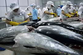 Vietnam’s tuna exports decline 5.5 percent in Q1 