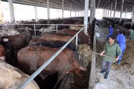 Central Highlands provinces move to develop cattle for trading 