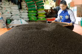 Prices of Vietnam’s black pepper drop