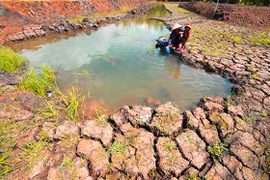 Mekong Delta farmers struggle with drought, salinity aftermath