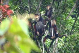 Hundred of rare primates found in Quang Binh