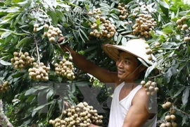 Conference promotes Hung Yen longans