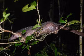  Over 60 critical endangered pangolins saved
