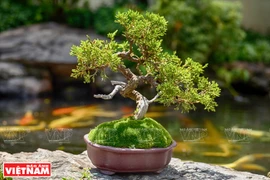 Mini bonsai trees show artisan’s creativeness