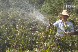 Apricot blossoms in Binh Dinh ready for Lunar New Year