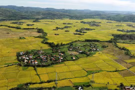 Visiting Phu Yen during the rice harvest