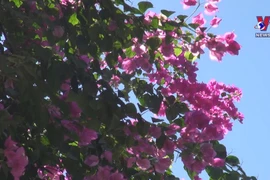 Bougain villea blossoms brighten up Nha Trang city