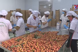 Fresh lychee reaches Japanese consumers