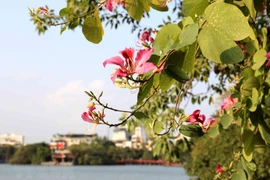 Mountain ebonies adorn Hanoi city centre