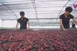 Vietnam’s full-year growth expected at 3% in 2020: Standard Chartered