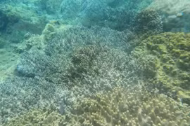 Protecting coastal coral reefs in Quy Nhon