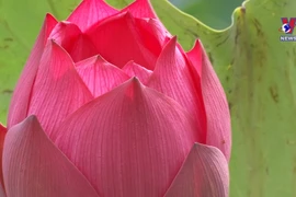 Lotus seeds make good crop in Ha Nam province