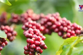 Agro-forestry-fisheries products nearly double in Q1