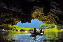 Tam Coc in harvest season dazzles visitors