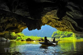 Tam Coc in harvest season dazzles visitors