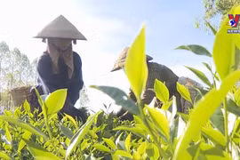 Building a brand for Phu Tho tea