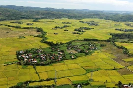 Visiting Phu Yen during the rice harvest