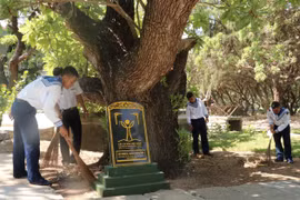 Heritage trees on Truong Sa archipelago