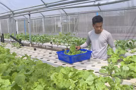 Hi-tech agriculture proves effective in Dong Nai