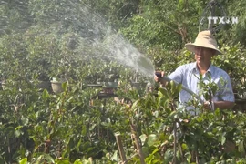Apricot blossoms in Binh Dinh ready for Lunar New Year