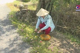 Residents plant moss roses along rural roads to tackle littering