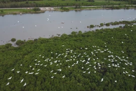 One billion trees for a green Vietnam