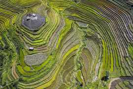 Ripening rice season on Hoa Binh terraced fields