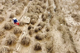 Hanoi's peach, kumquat villages left empty-handed after typhoon Yagi