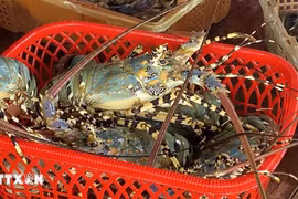 Vietnam’s lobsters claw back prominence in China