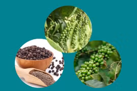 Pepper export turnover up 30.3% in H1
