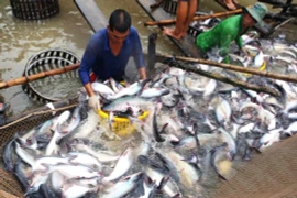 Export of dried pangasius swim bladder surges