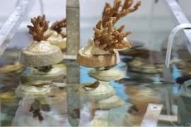 The nubbins of the staghorn coral at St John’s Island coral culture facility on December 10. (Photo: straitstimes.com) 