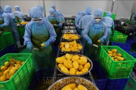 Workers process mango for export in B'LaoFood company in Can Tho city. (Photo: VNA)