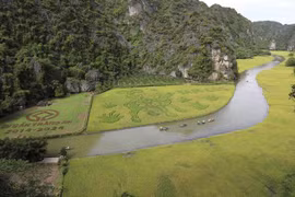The Dong Ho folk painting "Muc Dong Thoi Sao" (The Shepherd Playing the Flute) on the rice field in Ninh Binh province. (Photo: VNA)