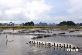 A shrimp farm in the coastal province of Quang Ninh. (Photo: VNA)