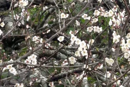 Being lost in fairyland of apricot blossoms in Moc Chau plateau